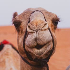 A friendly-looking camel