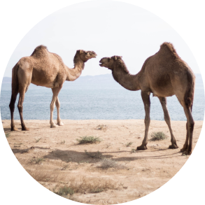 two camels